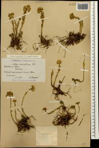 Petrosedum subulatum (C. A. Mey.) Afferni, Кавказ, Армения (K5) (Армения)