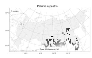 Patrinia rupestris, Патриния скальная (Pall.) Dufr., Атлас флоры России (FLORUS) (Россия)