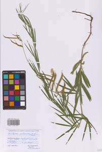 Чина бледная (M.Bieb.) K.Koch, Восточная Европа, Восточный район (E10) (Россия)