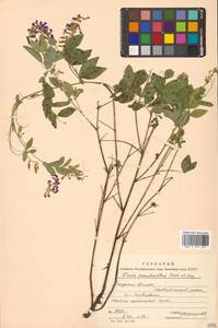 Горошек лжесочевниковый Fisch. & C.A.Mey., Сибирь, Дальний Восток (S6) (Россия)