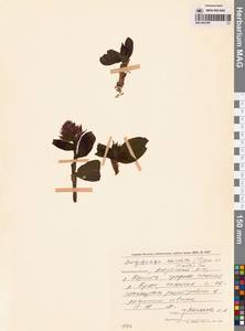 Пальчатокоренник остистый (Fisch. ex Lindl.) Soó, Сибирь, Чукотка и Камчатка (S7) (Россия)