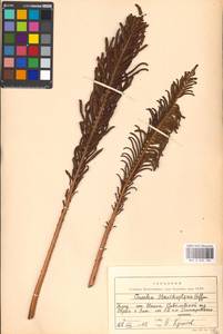 Страусник обыкновенный (L.) Tod., Восточная Европа, Московская область и Москва (E4a) (Россия)