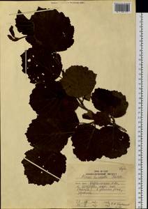 Ольха волосистая (Spach) Rupr., Сибирь, Дальний Восток (S6) (Россия)