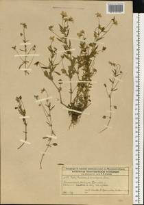 Фиалка трехцветная, Анютины глазки L., Восточная Европа, Московская область и Москва (E4a) (Россия)