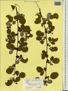 Desmodium styracifolium (Osbeck)Merr., Зарубежная Азия (ASIA) (Вьетнам)