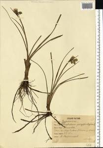 Пушица узколистная, Пушица многоколосковая Honck., Восточная Европа, Московская область и Москва (E4a) (Россия)