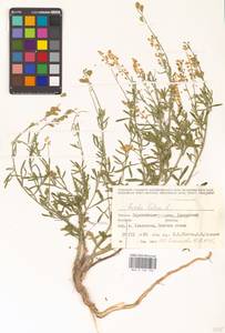 Резеда желтая L., Восточная Европа, Нижневолжский район (E9) (Россия)