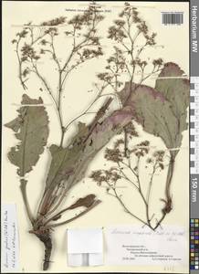 Limonium gmelini (Willd.) Kuntze, Восточная Европа, Нижневолжский район (E9) (Россия)