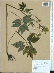 Сныть обыкновенная L., Восточная Европа, Центральный район (E4) (Россия)