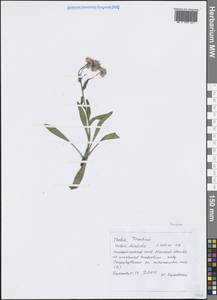 Мелколепестник, Западная Европа (EUR) (Италия)