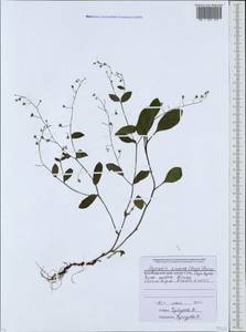 Myosotis dissitiflora Baker, Кавказ, Краснодарский край и Адыгея (K1a) (Россия)