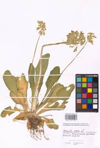 Первоцвет весенний L., Восточная Европа, Московская область и Москва (E4a) (Россия)