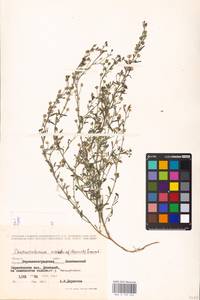 MHA 0 159 526, Льняночка малая, Хеноринум малый (L.) Lange, Восточная Европа, Северо-Украинский район (E11) (Украина)