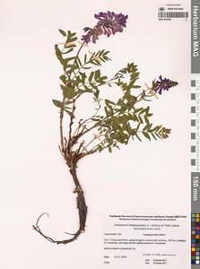 Копеечник копеечниковый (L.) Schinz & Thell., Сибирь, Чукотка и Камчатка (S7) (Россия)