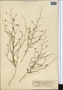 Вьюнок седоватый Schrenk, Средняя Азия и Казахстан, Муюнкумы, Прибалхашье и Бетпак-Дала (M9) (Казахстан)