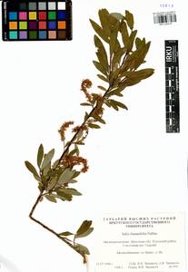 Ива жестеролистная Pall., Сибирь, Прибайкалье и Забайкалье (S4) (Россия)