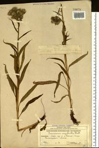 Saussurea nuda var. oxyodonta (Hultén) Vorosch., Сибирь, Чукотка и Камчатка (S7) (Россия)