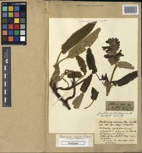 Betonica regia, Зарубежная Азия (ASIA) (Иран)