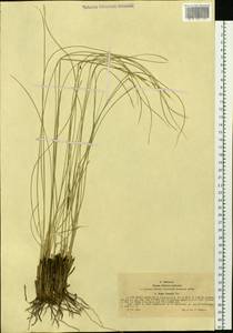 Ковыль перистый L., Сибирь, Западный (Казахстанский) Алтай (S2a) (Казахстан)