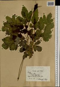 Клопогон простой (DC.) Wormsk. ex Fisch. & C.A.Mey., Сибирь, Чукотка и Камчатка (S7) (Россия)