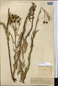 Ястребинка зонтичная L., Средняя Азия и Казахстан, Северный и Центральный Тянь-Шань (M4) (Казахстан)