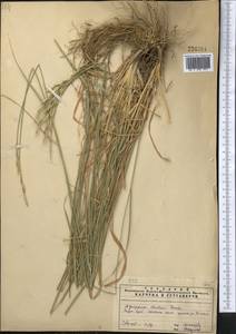 Thinopyrum intermedium subsp. intermedium, Средняя Азия и Казахстан, Памир и Памиро-Алай (M2) (Узбекистан)