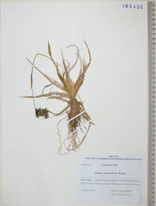 KHA9432, Камыш Максимовича C.B.Clarke, Сибирь, Дальний Восток (S6) (Россия)