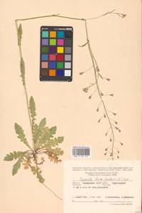 Пастушья сумка обыкновенная (L.) Medik., Восточная Европа, Нижневолжский район (E9) (Россия)