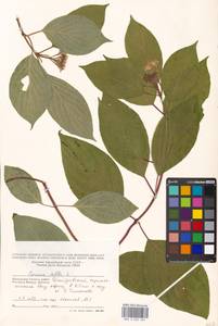 Кизил белый, Свидина белая L., Восточная Европа, Московская область и Москва (E4a) (Россия)