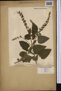 Scutellaria columnae, Западная Европа (EUR) (Италия)