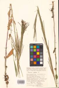 Башеница голая, Башенница гладкая, Вяжечка гладкая L., Восточная Европа, Нижневолжский район (E9) (Россия)