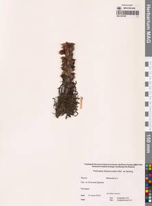 Мытник лисохвостый Steven ex Spreng., Сибирь, Якутия (S5) (Россия)