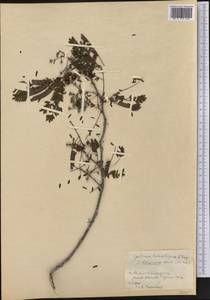 Lysiloma latisiliquum (L.)Benth., Америка (AMER) (Куба)