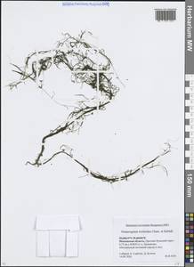 Рдест волосовидный Cham. & Schltdl., Восточная Европа, Московская область и Москва (E4a) (Россия)