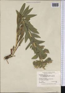 Lithospermum occidentale (Mack.) Weakley, Америка (AMER) (Канада)
