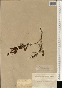 Erica uberiflora E. G. H. Oliv., Африка (AFR) (ЮАР)