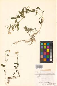 Сердечник горький L., Восточная Европа, Литва (E2a) (Литва)