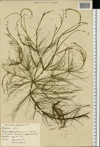 Лютик многолистный Waldst. & Kit. ex Willd., Восточная Европа, Средневолжский район (E8) (Россия)