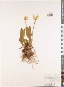 Первоцвет весенний L., Восточная Европа, Центральный район (E4) (Россия)