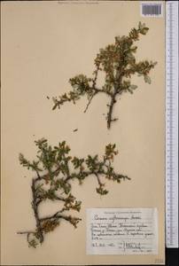 Prunus bifrons Fritsch, Средняя Азия и Казахстан, Западный Тянь-Шань и Каратау (M3) (Узбекистан)