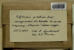 Polytrichum piliferum Hedw., Гербарий мохообразных, Мхи - Чукотка и Камчатка (B21) (Россия)