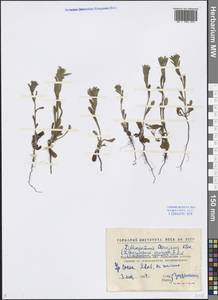 Buglossoides rochelii (Friv.) Stoyanov, Mátis & Sennikov, Восточная Европа, Северо-Украинский район (E11) (Украина)