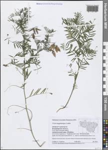 Горошек крупнолодочковый Ledeb., Восточная Европа, Центральный район (E4) (Россия)