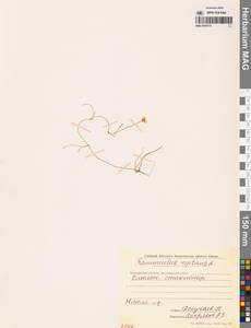 Лютик распростертый, Лютик стелющийся L., Сибирь, Чукотка и Камчатка (S7) (Россия)