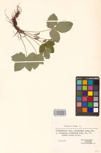 Земляника лесная L., Восточная Европа, Средневолжский район (E8) (Россия)