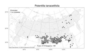 Potentilla tanacetifolia, Лапчатка пижмолистная Willd. ex D. F. K. Schltdl., Атлас флоры России (FLORUS) (Россия)