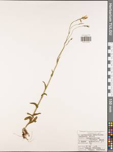 Колокольчик раскидистый L., Восточная Европа, Центральный район (E4) (Россия)