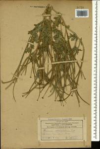 Мачок рогатый (L.) Rudolph, Кавказ, Армения (K5) (Армения)