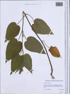 Чистец лесной L., Западная Европа (EUR) (Германия)