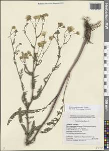 Якобея Андржейовского (Tzvelev) B.Nord., Восточная Европа, Нижневолжский район (E9) (Россия)